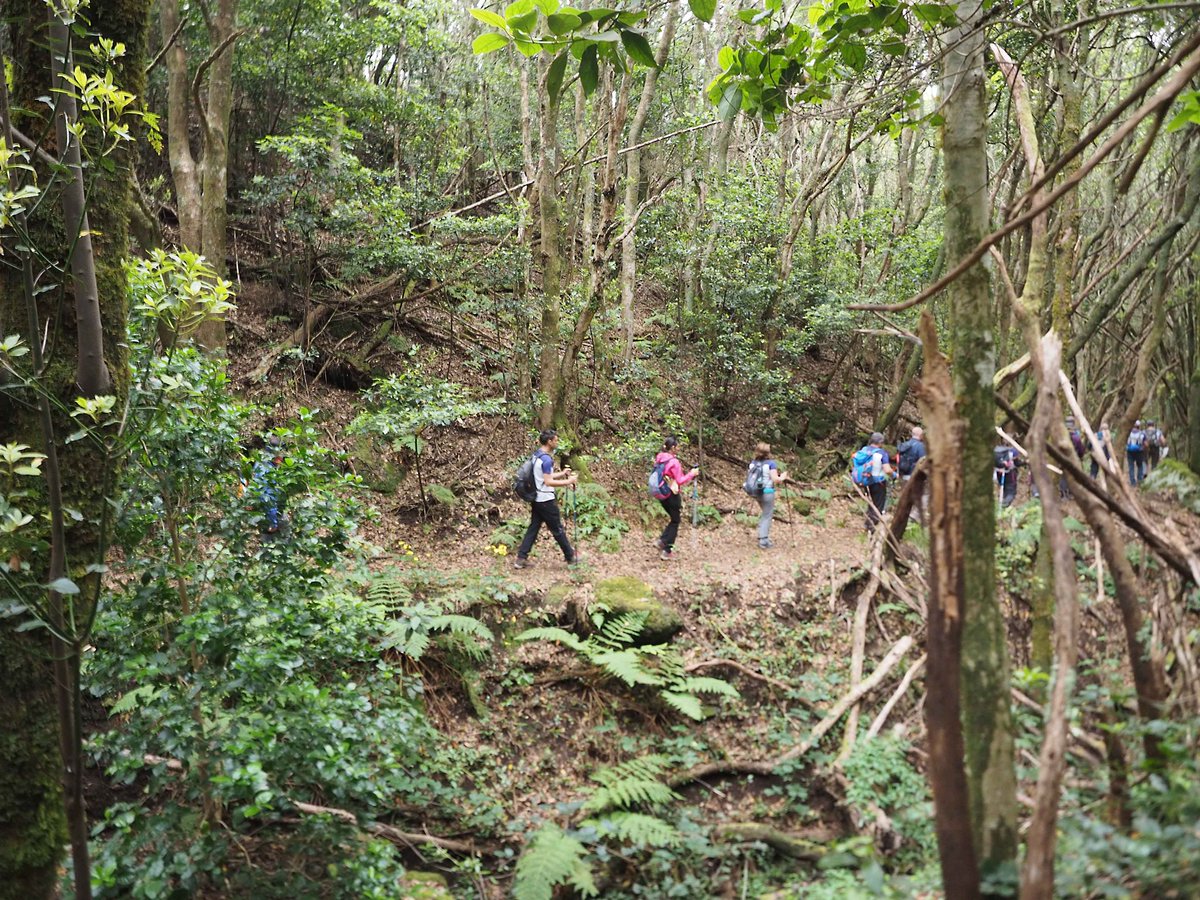 MedioNaturalTF's tweet photo. 📸 Imágenes de 1 de las 3 actividades organizadas por #MontañerosDeNivaria en colaboración con la Oficina de Participación y Voluntariado Ambientales de Tenerife, con motivo de la Marcha Tres Faros de Anaga y la celebración del #DíaMundialDelMedioAmbiente. https://t.co/O2IU7SzwGW https://t.co/NzsO2CyIEg