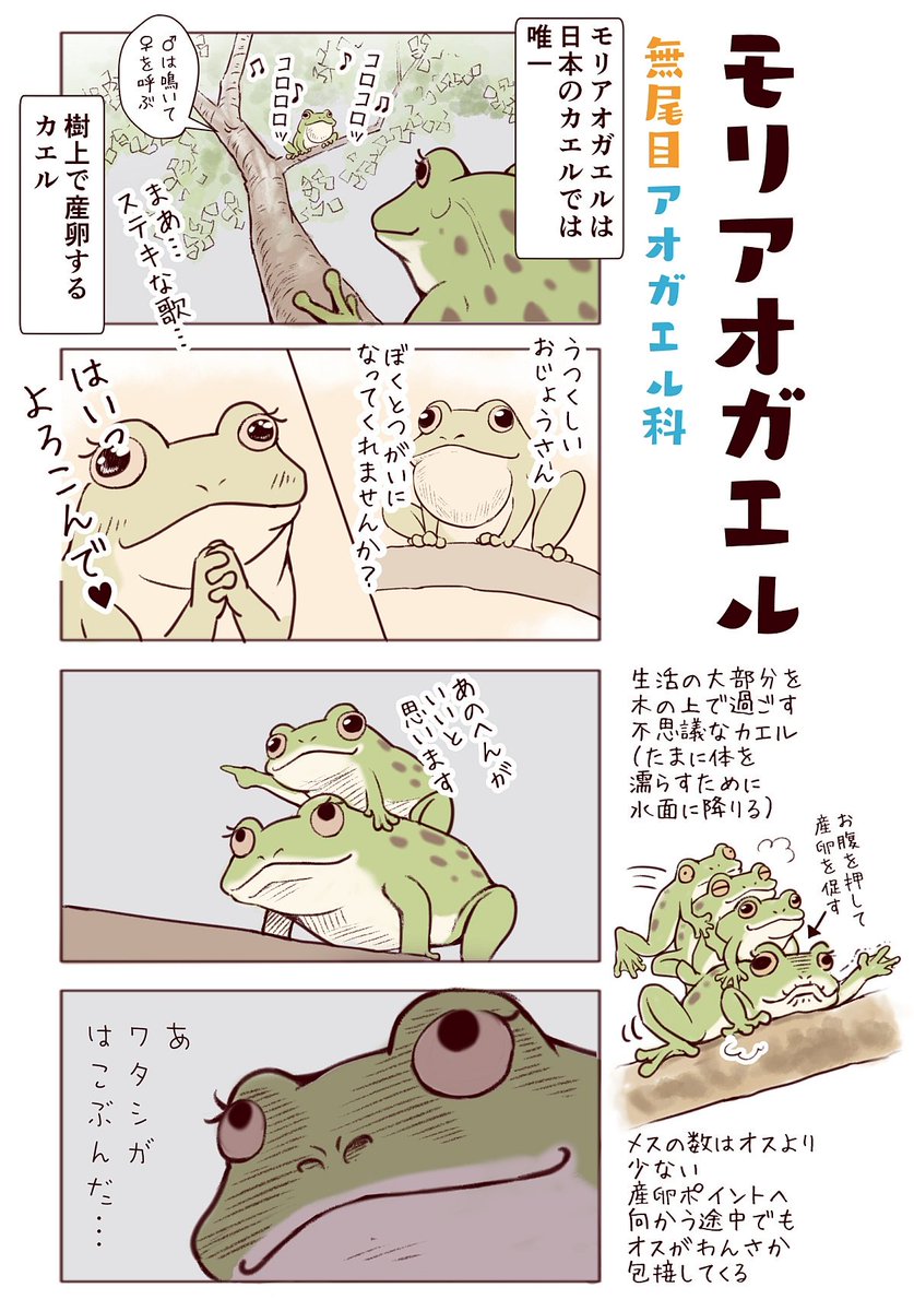 わいるどらいふっ！第138～140種
日本固有種。木の上で産卵する不思議なカエルとは？？ 
