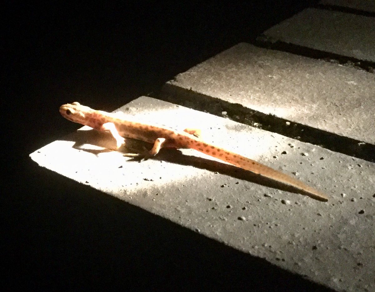Found this visitor in the garden last night, a pair of them in fact. Anyone know what he/she is? <a href="/DorsetWildlife/">Dorset Wildlife Trust</a> seemed very friendly, wasn’t bothered by us at all.