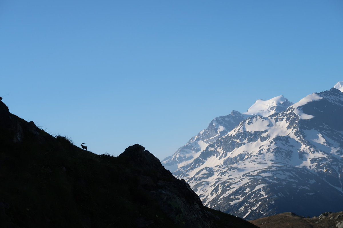 EvansSre's tweet photo. Too bad the deadline has passed for the #fieldCH photo competition #Ibex https://t.co/d3asWlBPNo