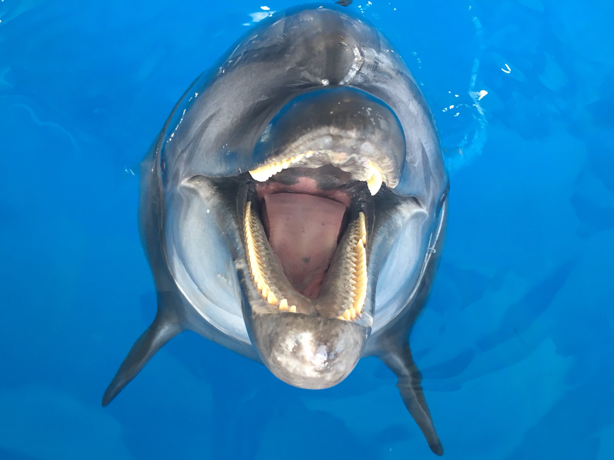 バンドウイルカの牙(歯) バンドウイルカの牙(歯) バンドウイルカの牙(歯)