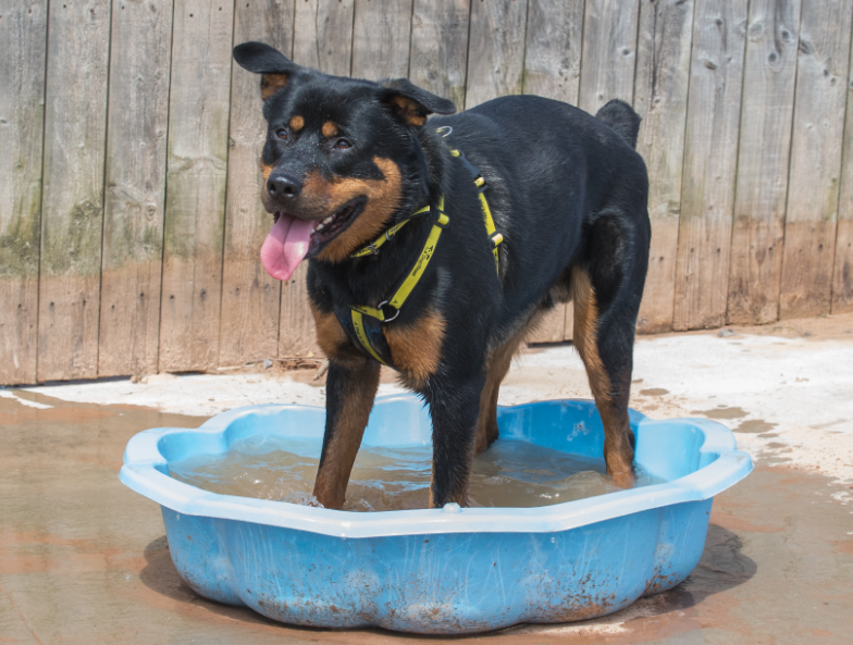 DT_Loughborough's tweet photo. Meet Rocco! 🐾 This guy is FUN and is looking for a home where he can play and share some enthusiasm for life with his new owners. One hint of sunshine and he took a quick dip in our paddling pools! ☀️ @dogstrust #adifl #adoptdontshop #dogstrust #rottweiler #rocco #rescuedog https://t.co/gwVLb93XLM