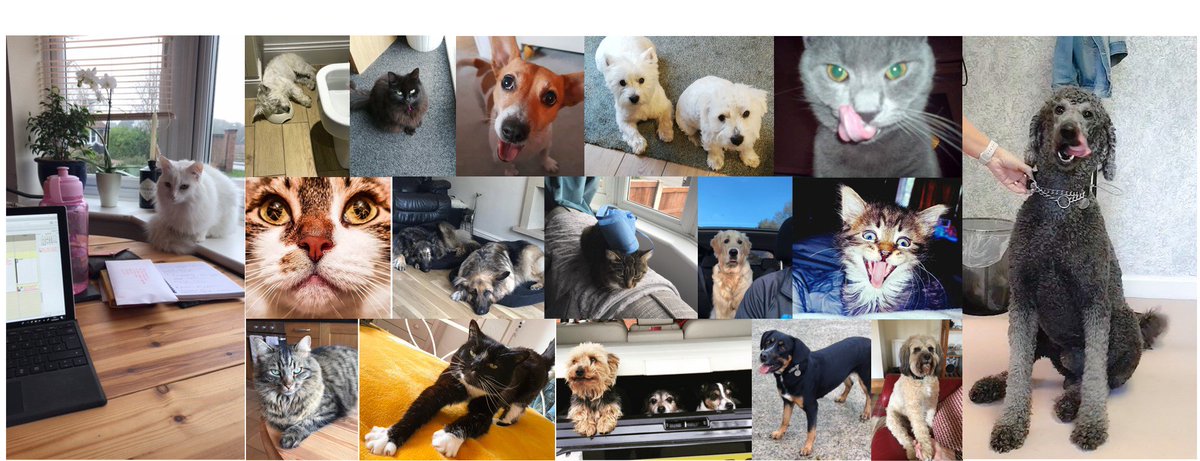 WHY PETS IN THE WORKPLACE CAN PREVENT STAFF FROM FEELING WOOF
apccardiovascular.co.uk/why-pets-in-th… 
#bringyourdogtoworkday #cardiovascular #officepets #officedogs #feelgood #blogs #blogsandblogging