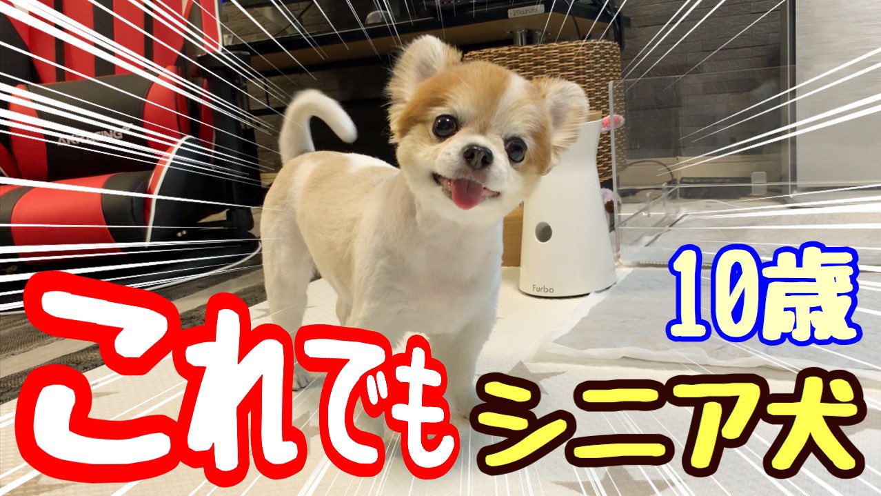Choppi ミッキーカットにしたら子犬に変身したシニア犬チワワ T Co 9p5wfdrzmc 子犬 チワワ サマーカット ミッキーカット Dog Cutedog T Co Warzgs4pqz Twitter