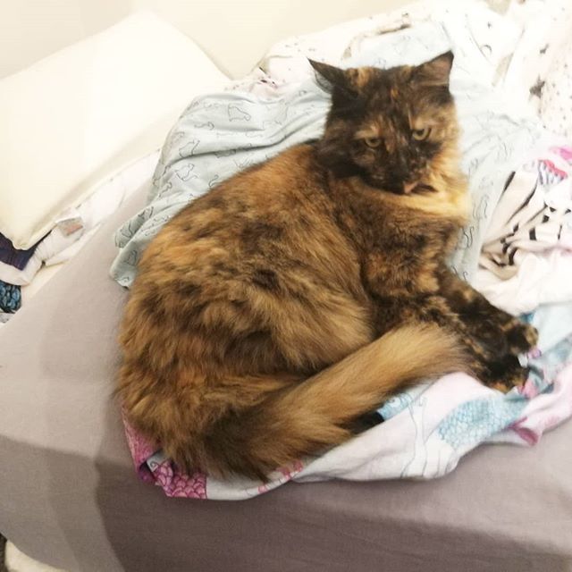 thesillykittens's tweet photo. I am a cat on the edge. Also furring her clean washing nicely for her. https://t.co/R8ufEzKhsb