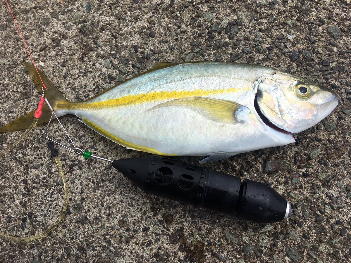 西山 昌一郎 初めてシマアジ釣った 釣り居酒屋で時価のやつ 前 ざうおで呑んで イケスから釣ろうとしたら怒られたやつ笑 サイズ全然小さいんだけど とんでもない引きやった