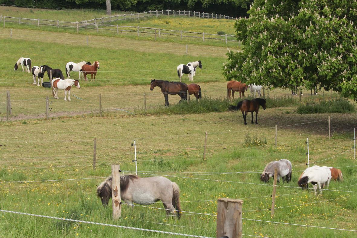 manechance's tweet image. We operate a system of care #unique in the world of #equinewelfare. By placing feed all along the #tracksystem &amp;amp; water at one end, our #horses are encouraged to exercise and forage. This system is proven to enrich the horse lives! #manechance #charity #happyhorses