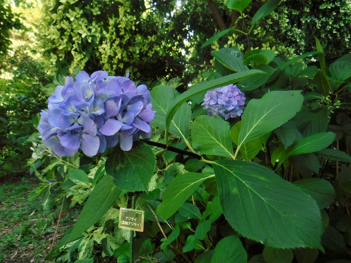 名古屋市農業センター Delaふぁーむ 花木園のちょっと珍しい品種のアジサイをご紹介します 茎が黒いタマアジサイ 黒軸 きれいな赤いガクアジサイ ファーザン 雪を散らしたような斑入りの葉のガクアジサイ 初霜 アジサイではないけど すぐ