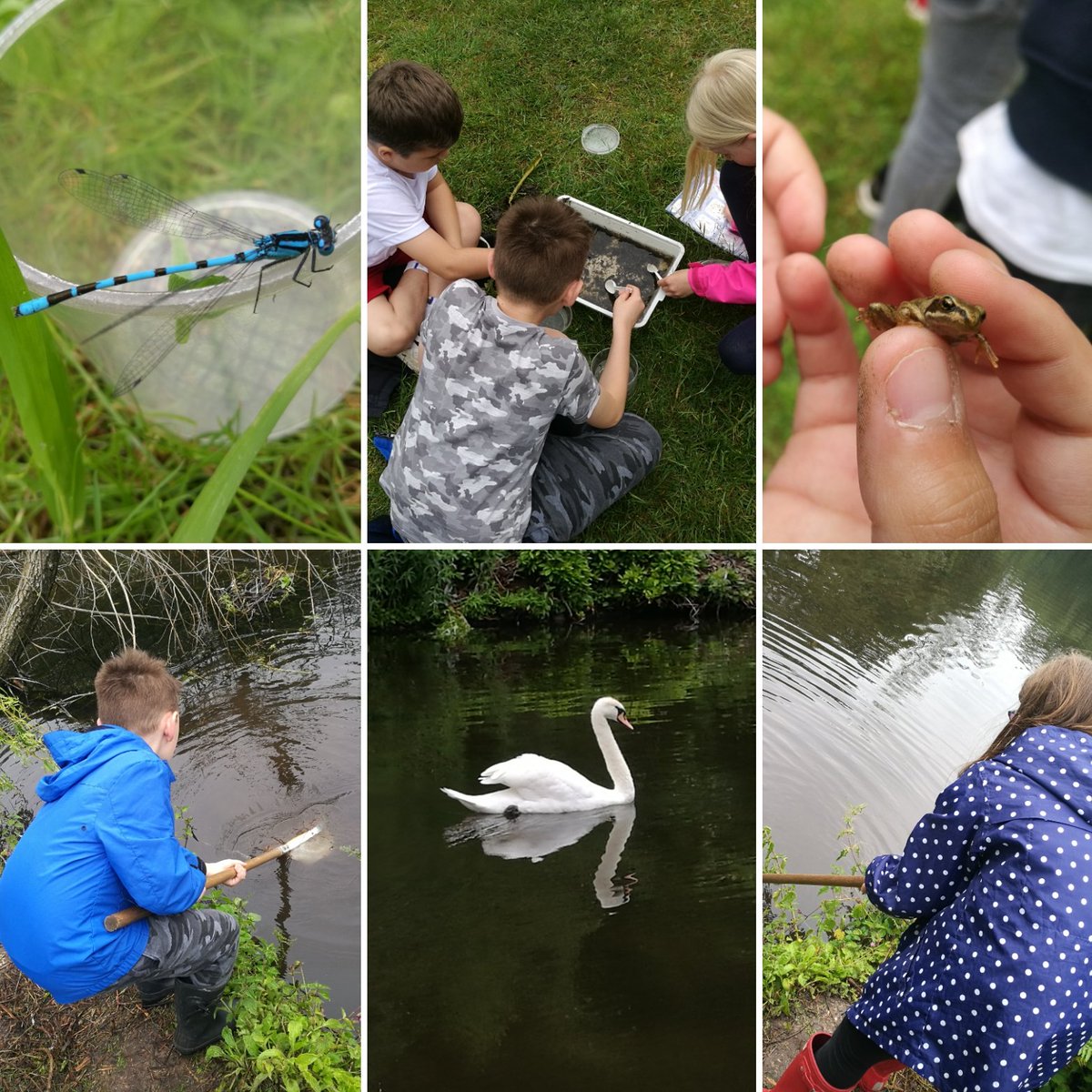 4N <a href="/FirsideJunior/">Firside Junior School</a> are having a very interesting time seeing lots of different types of wildlife whilst pond-dipping @HoltHallNorfolk