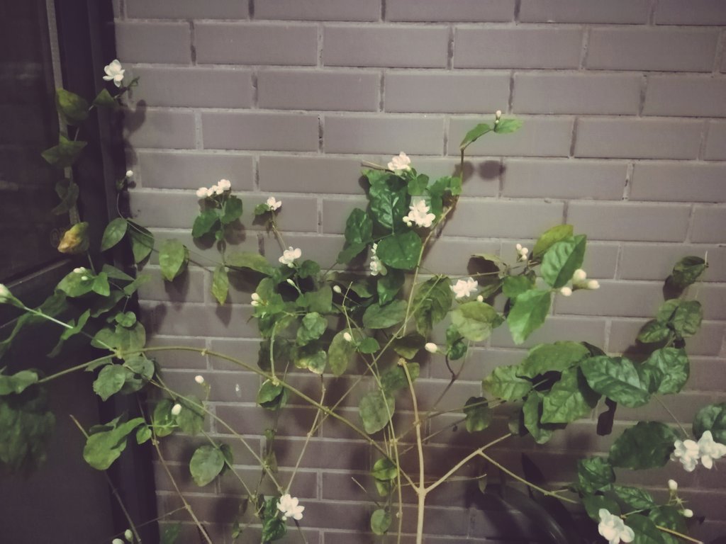 AliceGui11's tweet photo. Not beautiful, but smells good #summer https://t.co/T3yXnpNzoG