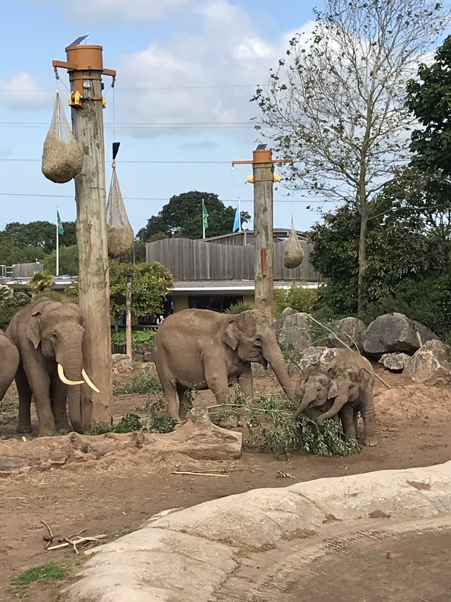 PrescotScience's tweet image. It’s a lovely sunny day at Chester Zoo. 40 Year 9/10s are about to learn about conservation and biodiversity