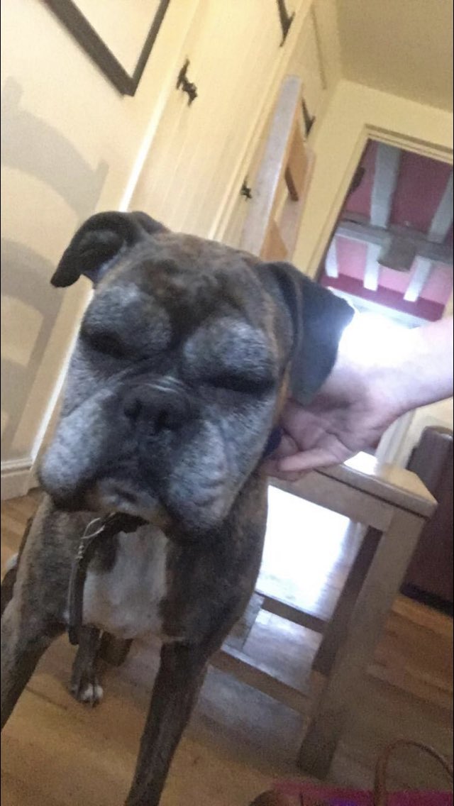 ElliePeel's tweet photo. my dog but stung https://t.co/I5HvITtjZE