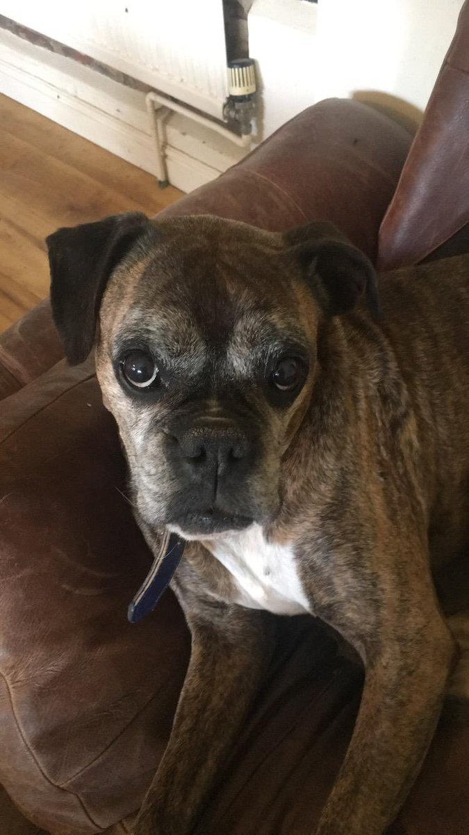 ElliePeel's tweet photo. my dog https://t.co/oe8Zcx3qgM