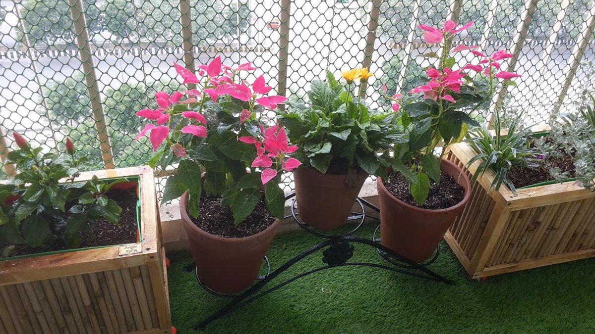 MonkJungle's tweet photo. Invite #nature to your #Balconies this #monsoon with Junglemonk #Gardens #projects #SunworldVanalika Noida sector 107, 
Connect with us: team@junglemonk.com
#green #balcony #plants #trellis #planterbox #railingplanter #gardening https://t.co/mzqDJTTzbU