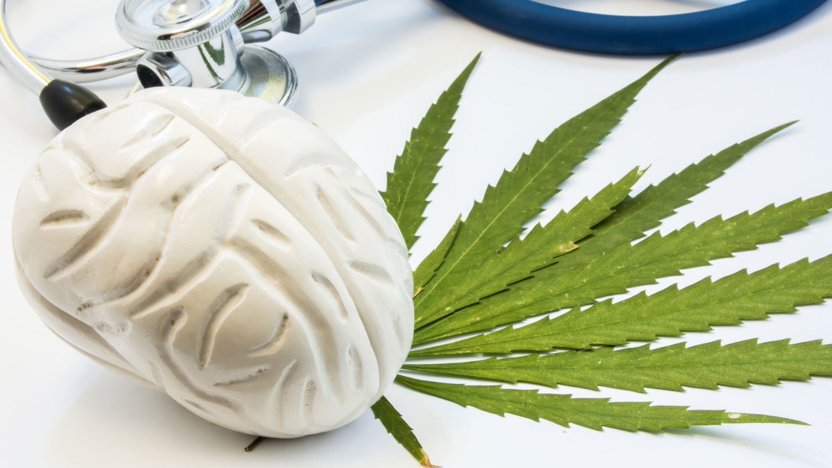 How Does CBD Really Affect the Brain?  All you need to know here ➡️ dailyleaf.co/cbd-101/how-do… via <a href="/DailyLeaf_news/">DailyLeaf.co</a> #cbd #cannabidiol #cannabis