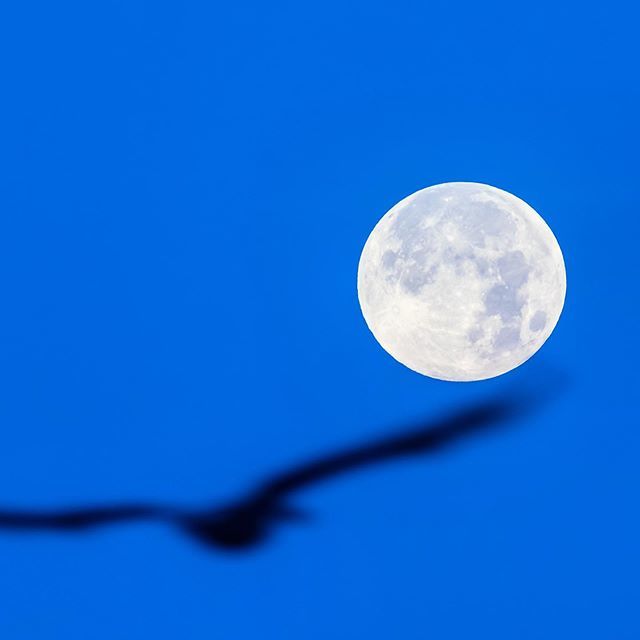 noblenr's tweet photo. Fly me to the moon #moon #fullmoon #pelican #blue #sky_brilliance #rsa_light #rsa_light_members #wectsunrise #wectnews #oakislandnc #caswellbeach #ourstatemagazine https://t.co/KbCNbm0Xaa https://t.co/nz8EDY5srz