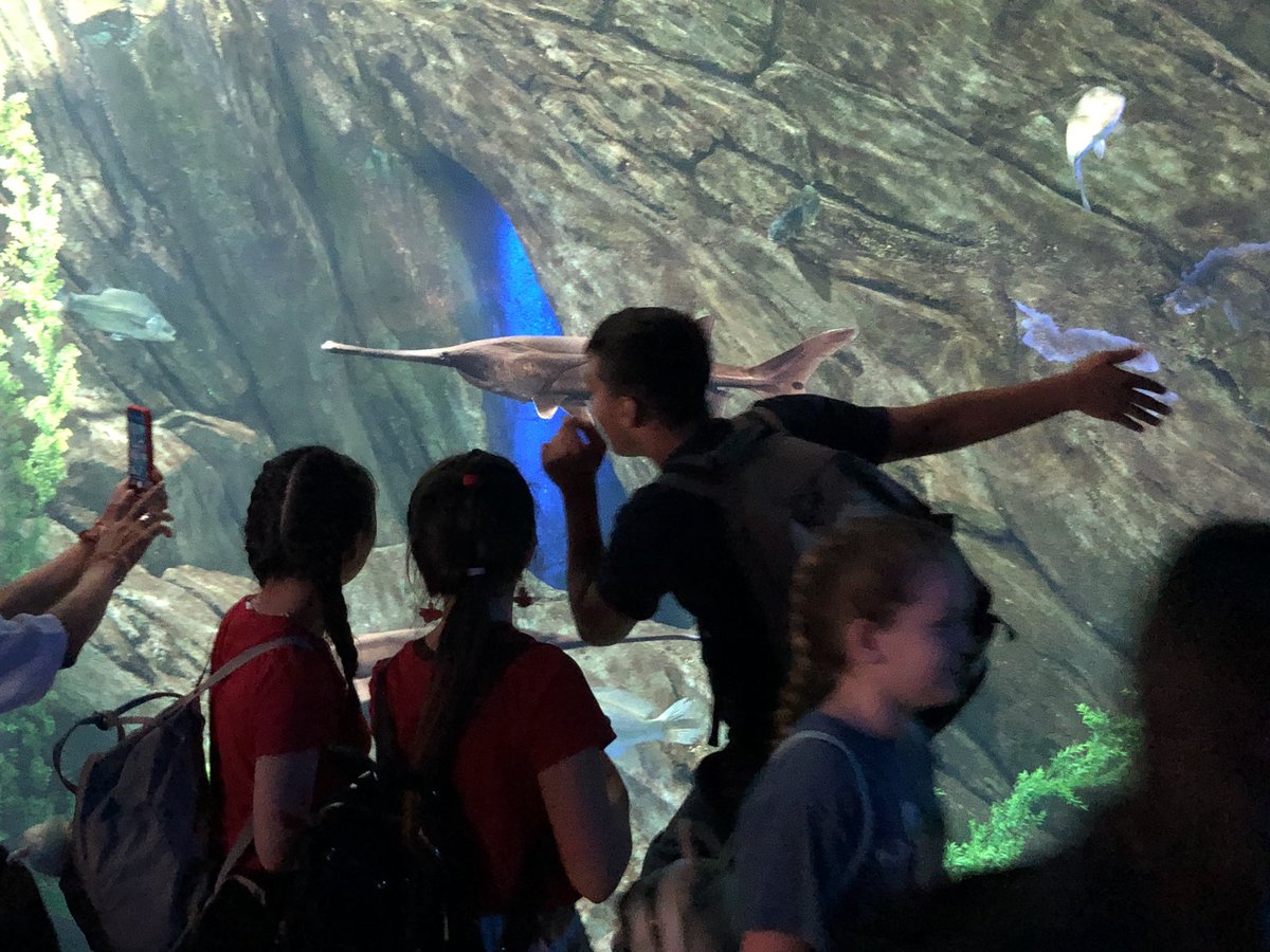 MrDuarteEdu's tweet photo. Stop number one for our @SienaLondon Grade 8 #GradFieldTrip complete! #WheresNemo? ��🐠🐟 https://t.co/ZNblx2oHIq