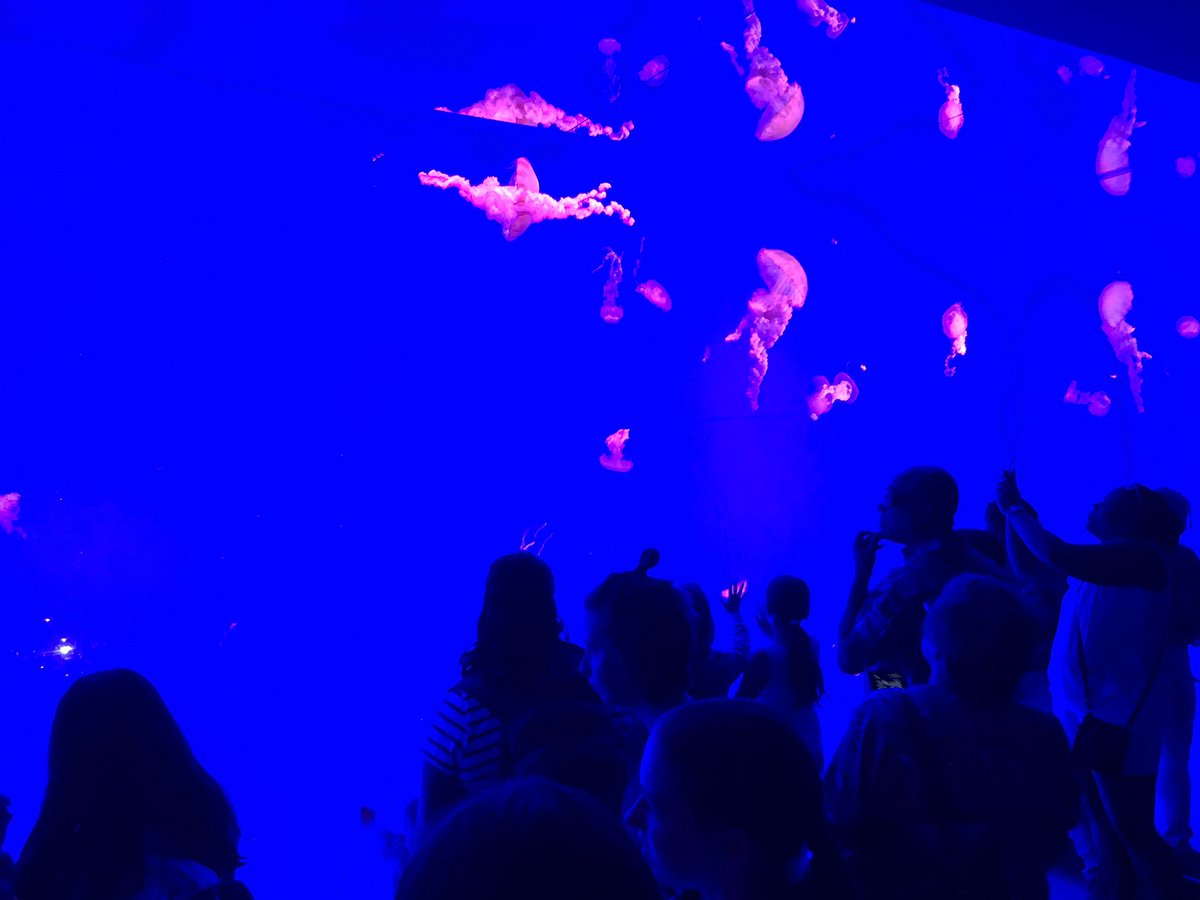MrDuarteEdu's tweet photo. Stop number one for our @SienaLondon Grade 8 #GradFieldTrip complete! #WheresNemo? ��🐠🐟 https://t.co/ZNblx2oHIq