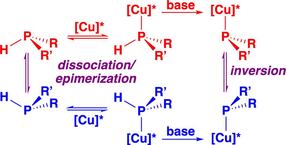 InorgChem's tweet photo. Dynamic Duo: P-stereogenic secondary phosphines bind labile copper(I) reversibly in diastereomeric Cu-diphos* complexes, with bonus generation of phosphido groups. New from @sgibbons331, @glueckd and coworkers @DartmouthChem https://t.co/NjRzvTWUmR https://t.co/2Nb87eVCV8