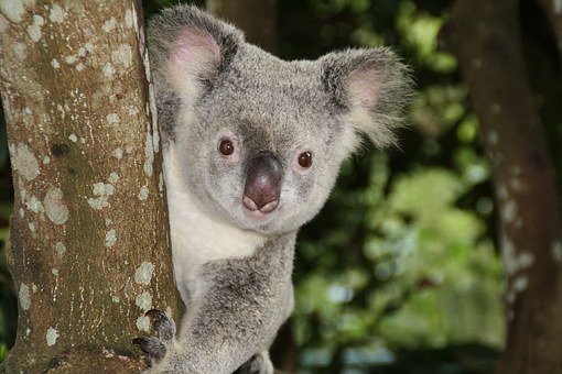 StudyAustralia1 tweet picture