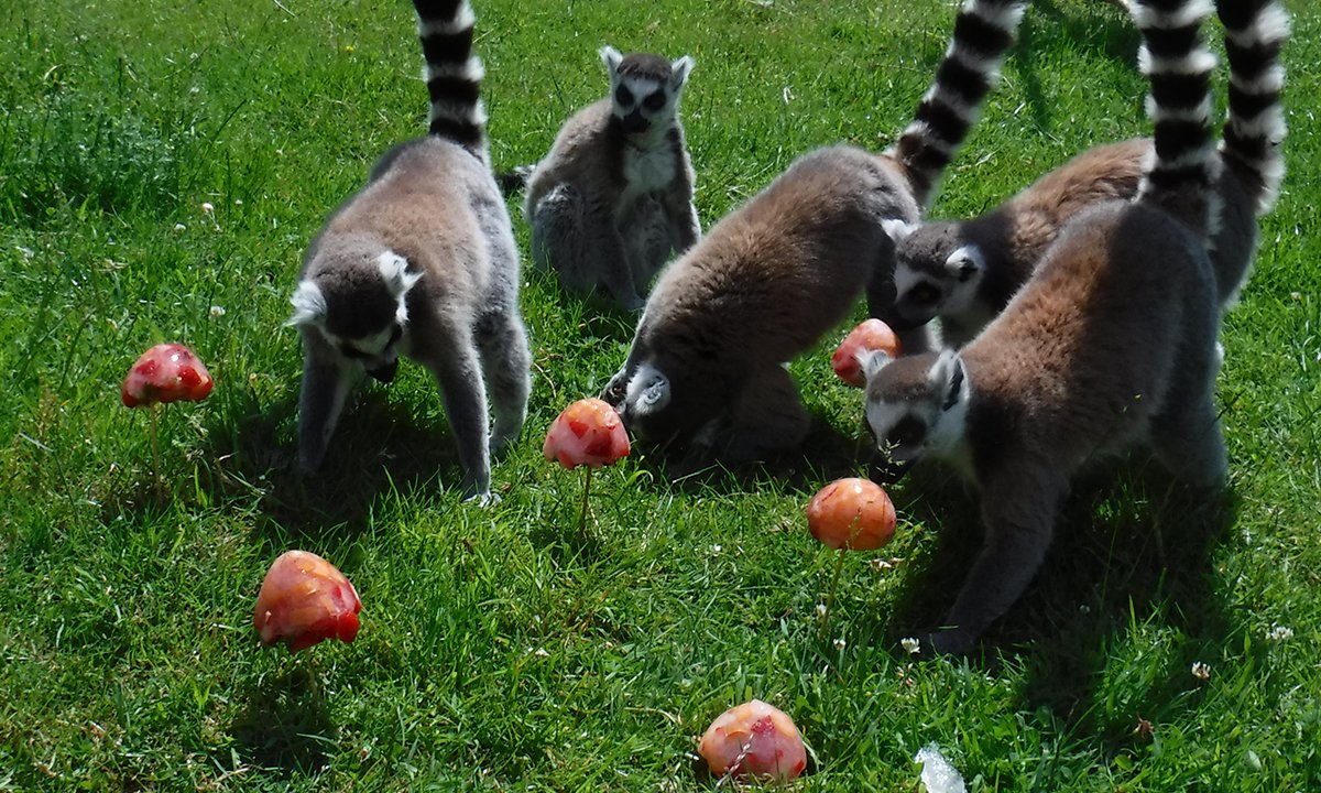 _africaalive's tweet photo. As you can see, our ring-tail lemurs really enjoy their 'mushroom' icicles'! 🍄🍦😍
Presenting food items in an interesting and novel way is a great form of enrichment.
#5aday #iceshroom #suffolk #animals #enrichment #curiosity #lemurs #ringtailed #frozensnack #snackattack https://t.co/0HnBKT6Nu2