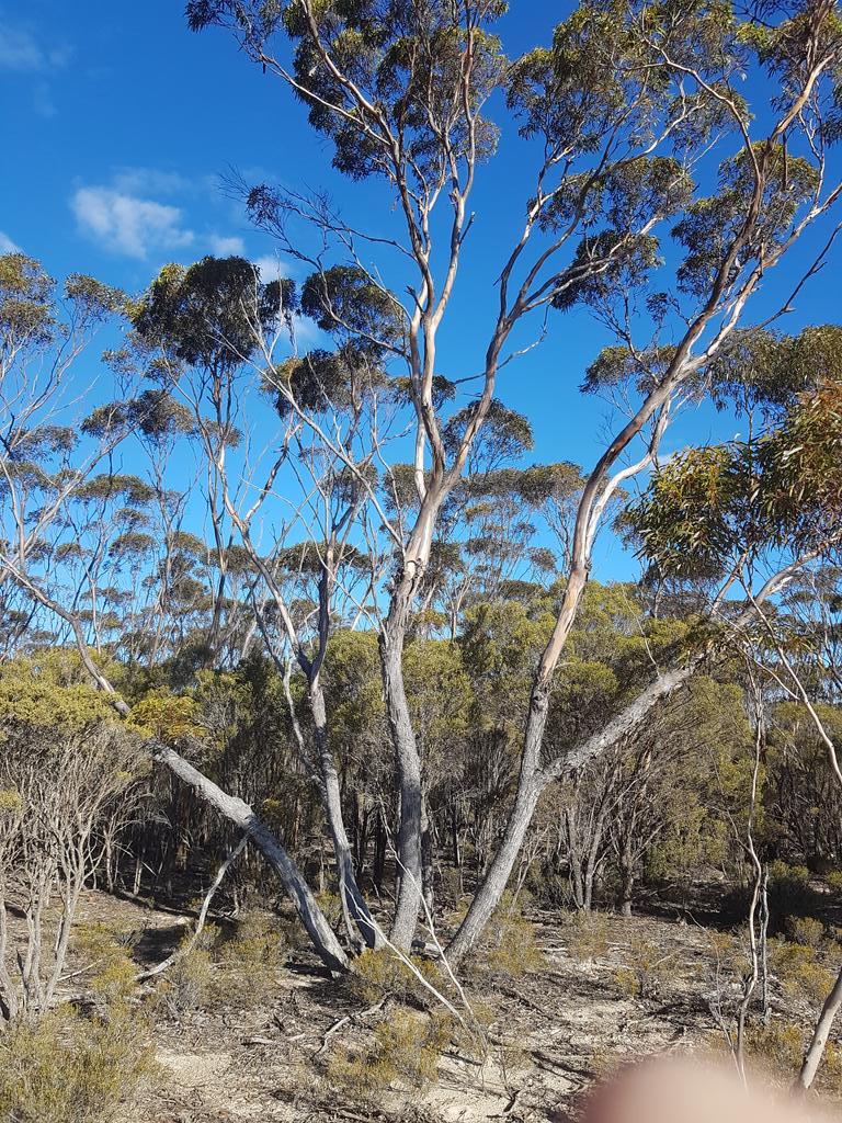 aidan_sinnott's tweet image. #asktwitter #treeid anyone know what these taller trees are called please? #jfg