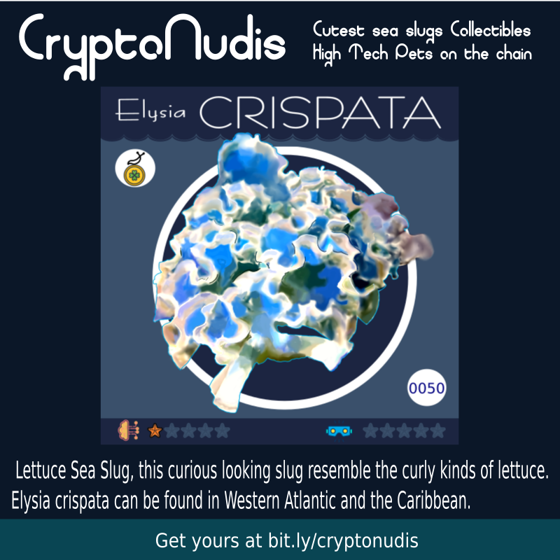 This curious looking slug resemble the curly kinds of lettuce. Elysia crispata feeds on algae, is able to grow up to 50 mm and can be found in Western Atlantic and the Caribbean.
check it out at : opensea.io/assets/0x48718…