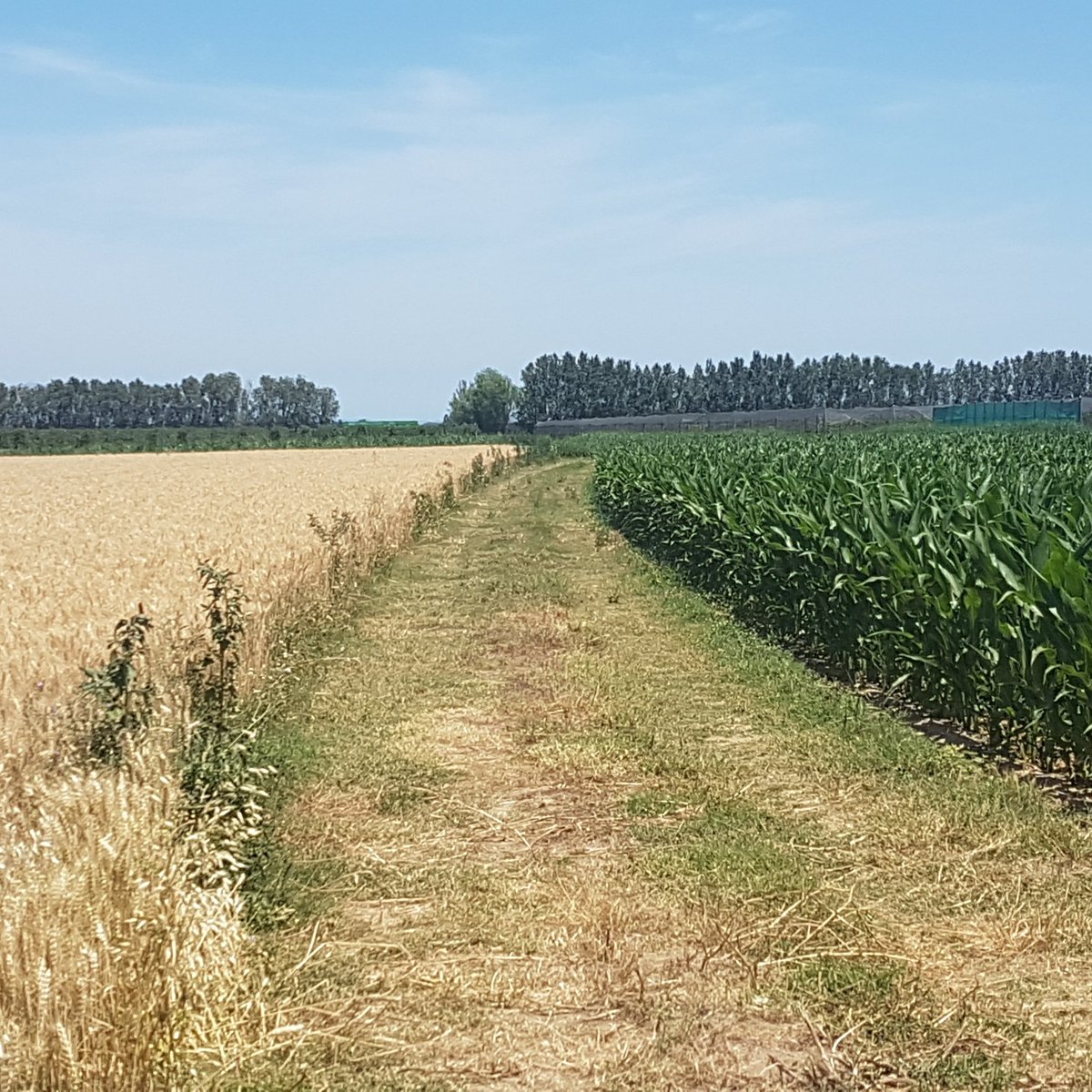 Agroassessor's tweet photo. Obrint camí amb #joves #ajuts primera instal.lació a #Monells #PDRcat #agricultura #ramaderia 💯 professionals #futur #fruiters #cereals #porcíEco #gallinesPostaEco #vinya #DUNagroassessor https://t.co/DahGe5iWNP