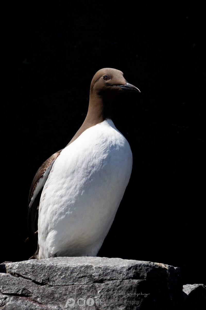 PaulLynchPhotography tweet media