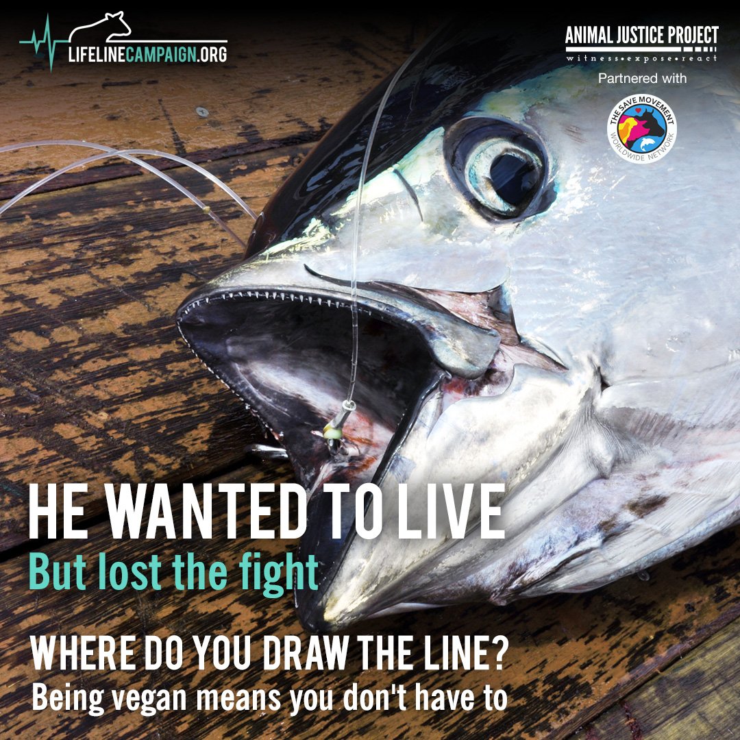 Fish are killed by the billion everyday! Our oceans cannot sustain this bloody massacre 💔🐟

Every fish matters! Choose vegan and tell people fish are #FriendsNotFood!