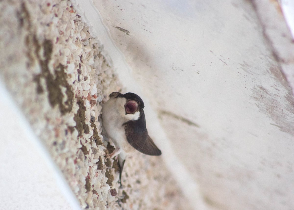 AHWLife's tweet photo. Look at these gorgeous house Martins. They're nest building on the front a friends house. I'm super excited to watch this process! #birds #nests #nesting #nature #wildlife #wildlifewednesday https://t.co/iA7t9DByBS