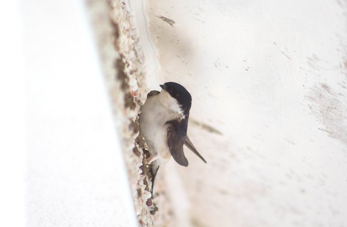 AHWLife's tweet photo. Look at these gorgeous house Martins. They're nest building on the front a friends house. I'm super excited to watch this process! #birds #nests #nesting #nature #wildlife #wildlifewednesday https://t.co/iA7t9DByBS