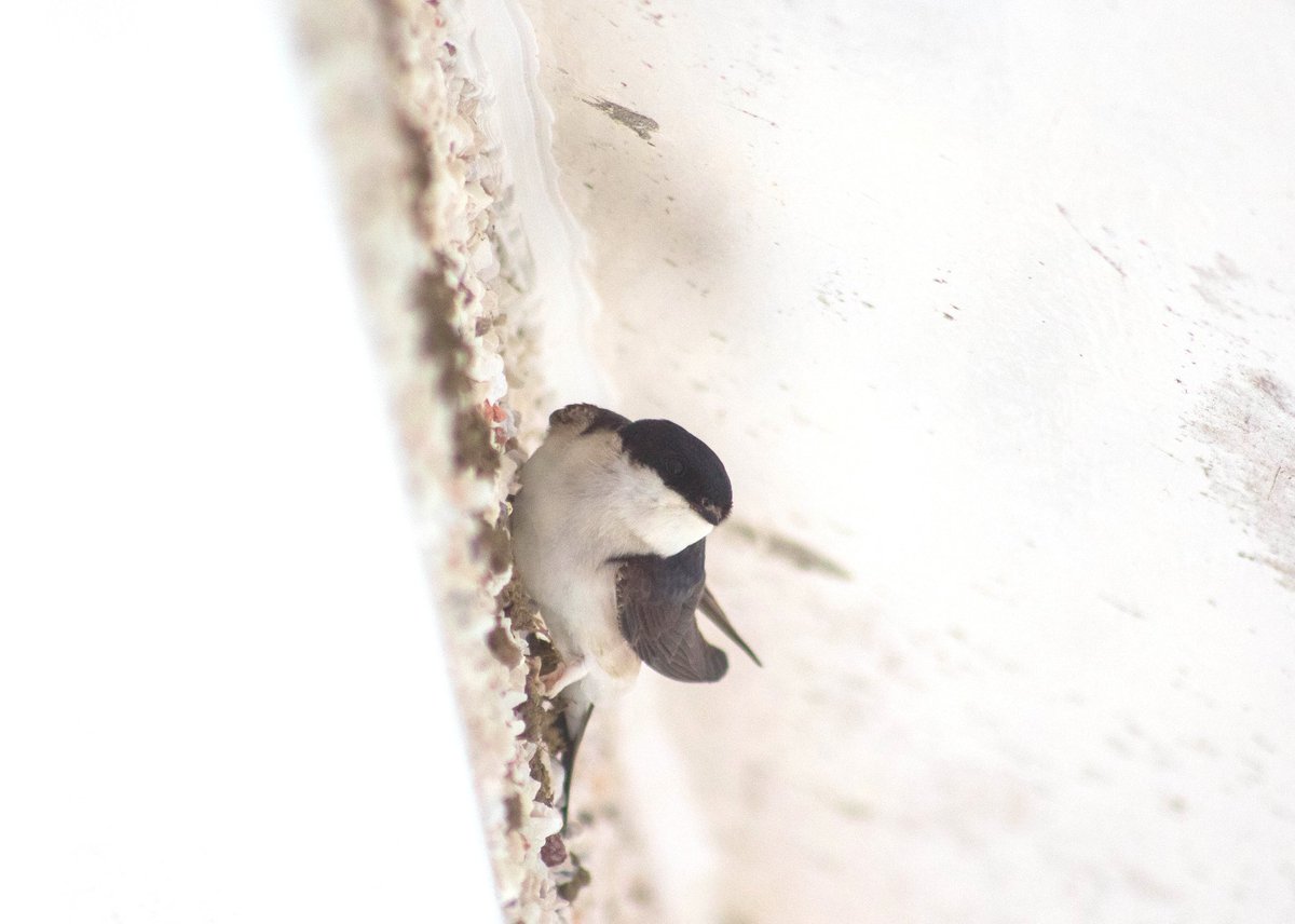 AHWLife's tweet photo. Look at these gorgeous house Martins. They're nest building on the front a friends house. I'm super excited to watch this process! #birds #nests #nesting #nature #wildlife #wildlifewednesday https://t.co/iA7t9DByBS