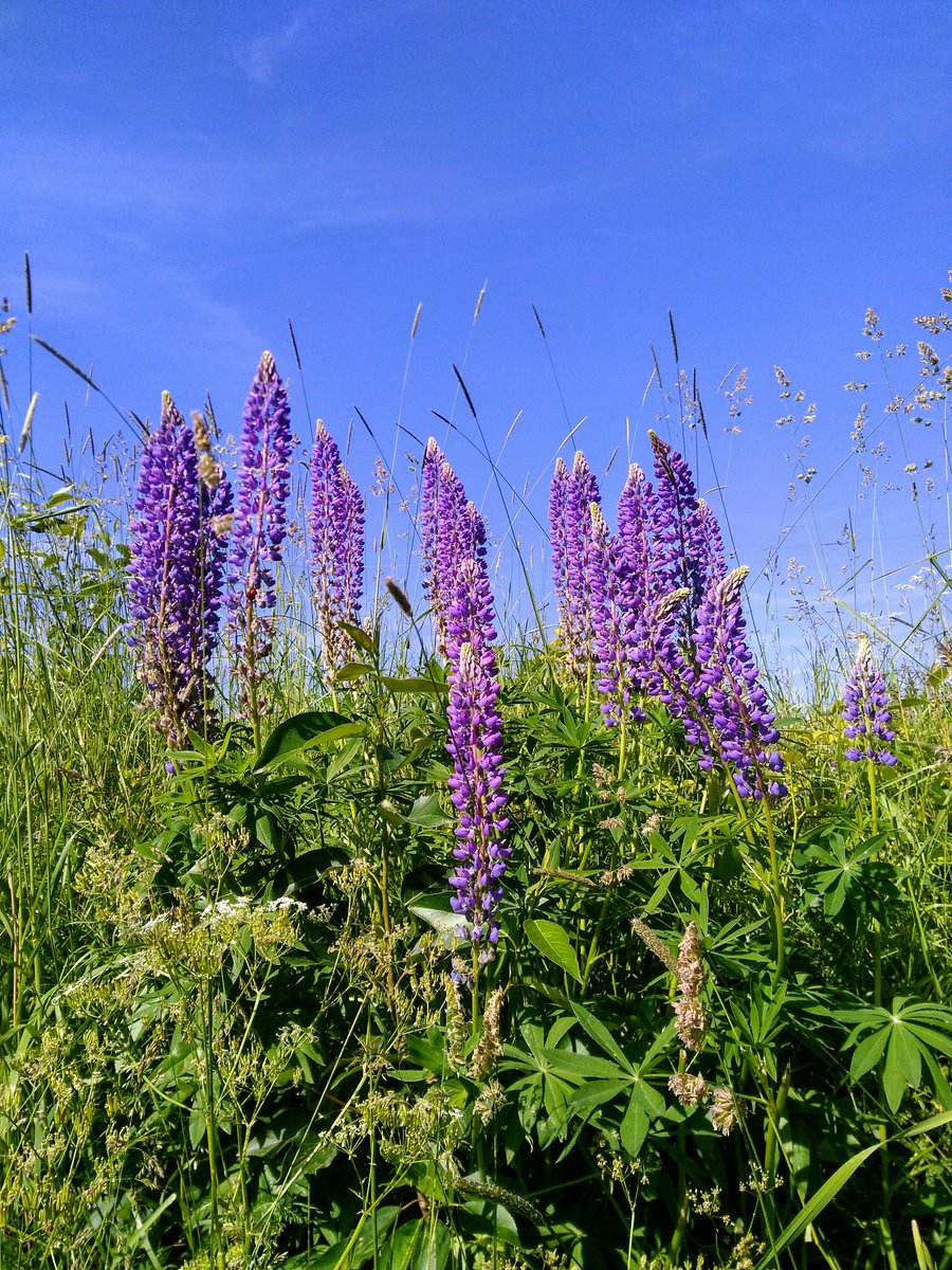 agatha_herman's tweet photo. On the train from Oslo I admired the lupins, turns out they are an alien invasive species... BUT being so pretty means that their eradication is contested, highlighting Q of memory &amp; belonging in cultural landscapes #NGM2019 #delightfulbutinvasive https://t.co/M06U8Ect2m