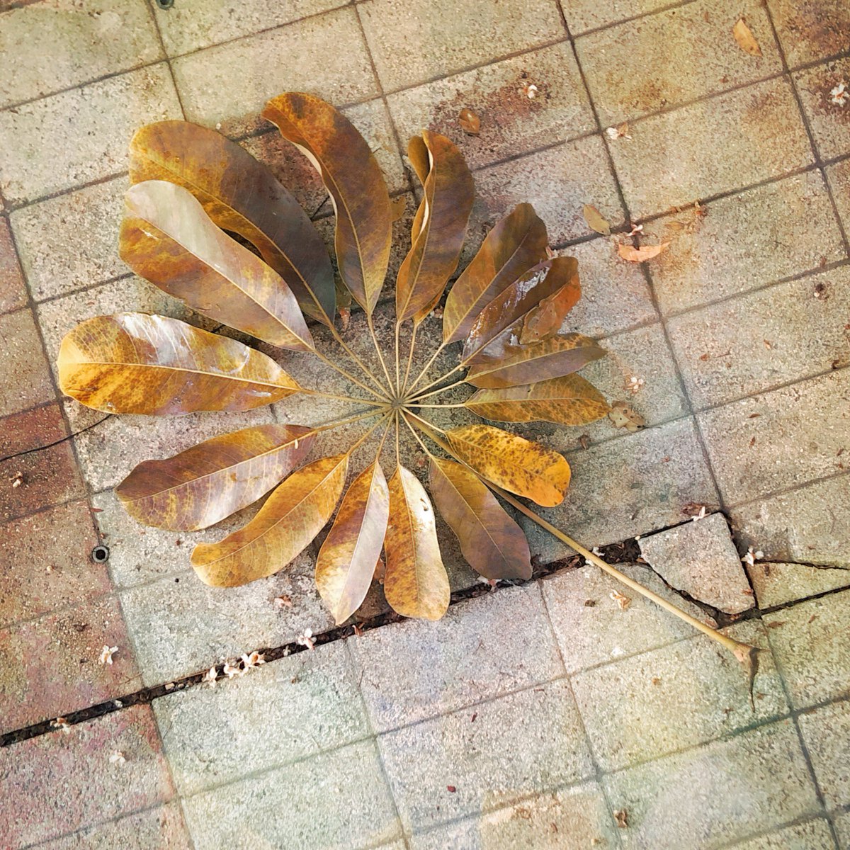 Mautiatibuel's tweet image. “Take off your Band-Aid because I don&apos;t believe in touchdowns...” #Hipstamatic #AuroraNCL #Delaunay1941 #Standard