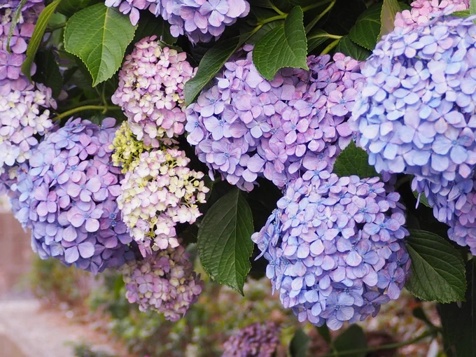 紫陽花撮ってきました? 