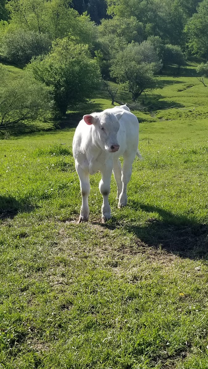 I think she will be a keeper! <a href="/DerekDekeyser/">Derek Dekeyser</a> <a href="/DanGCharolais/">Tami</a> here's the purebred heifer from your bull.
#canadiancharolais #ontariobeef #breedinglonggevity
