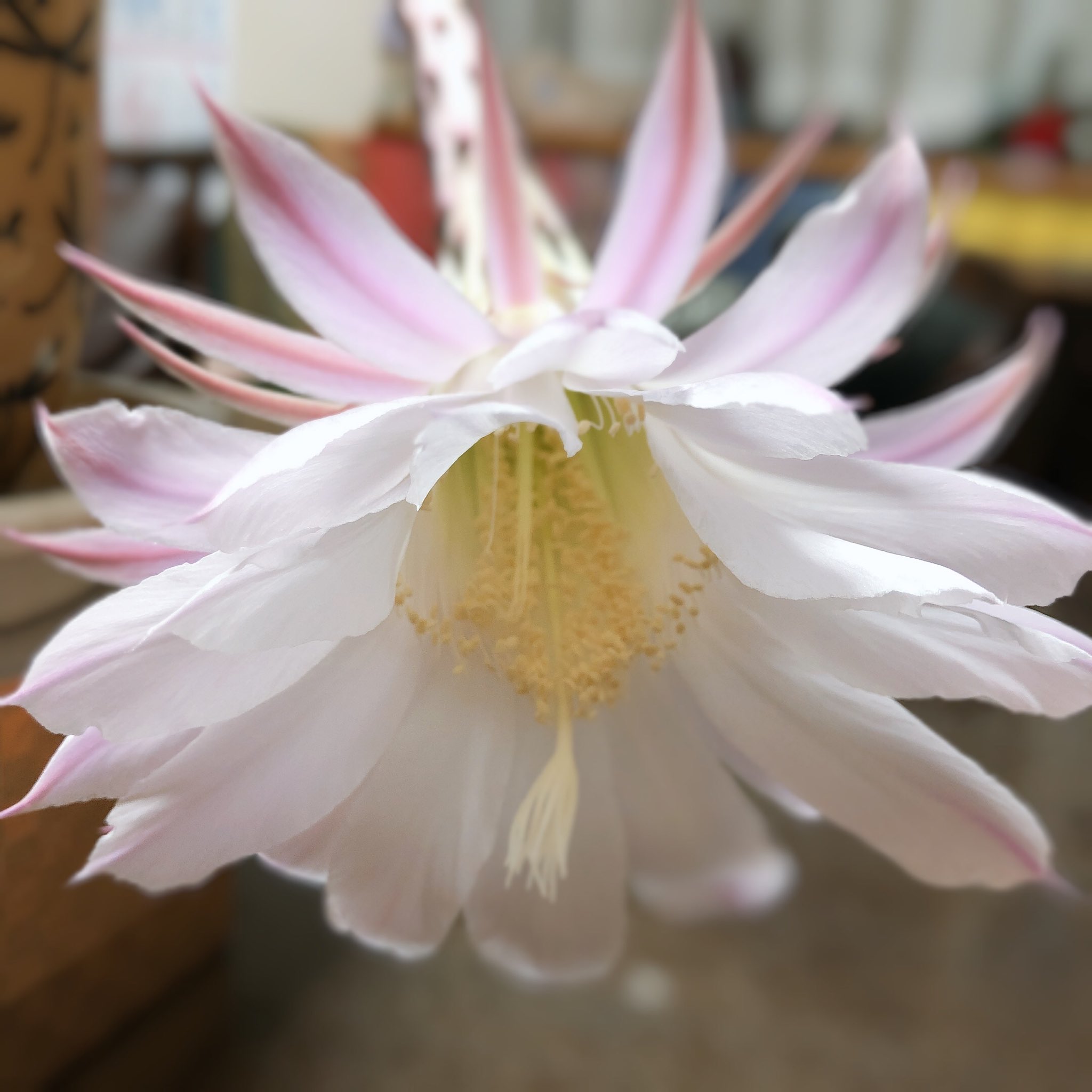 花盛丸 Twitter Search Twitter