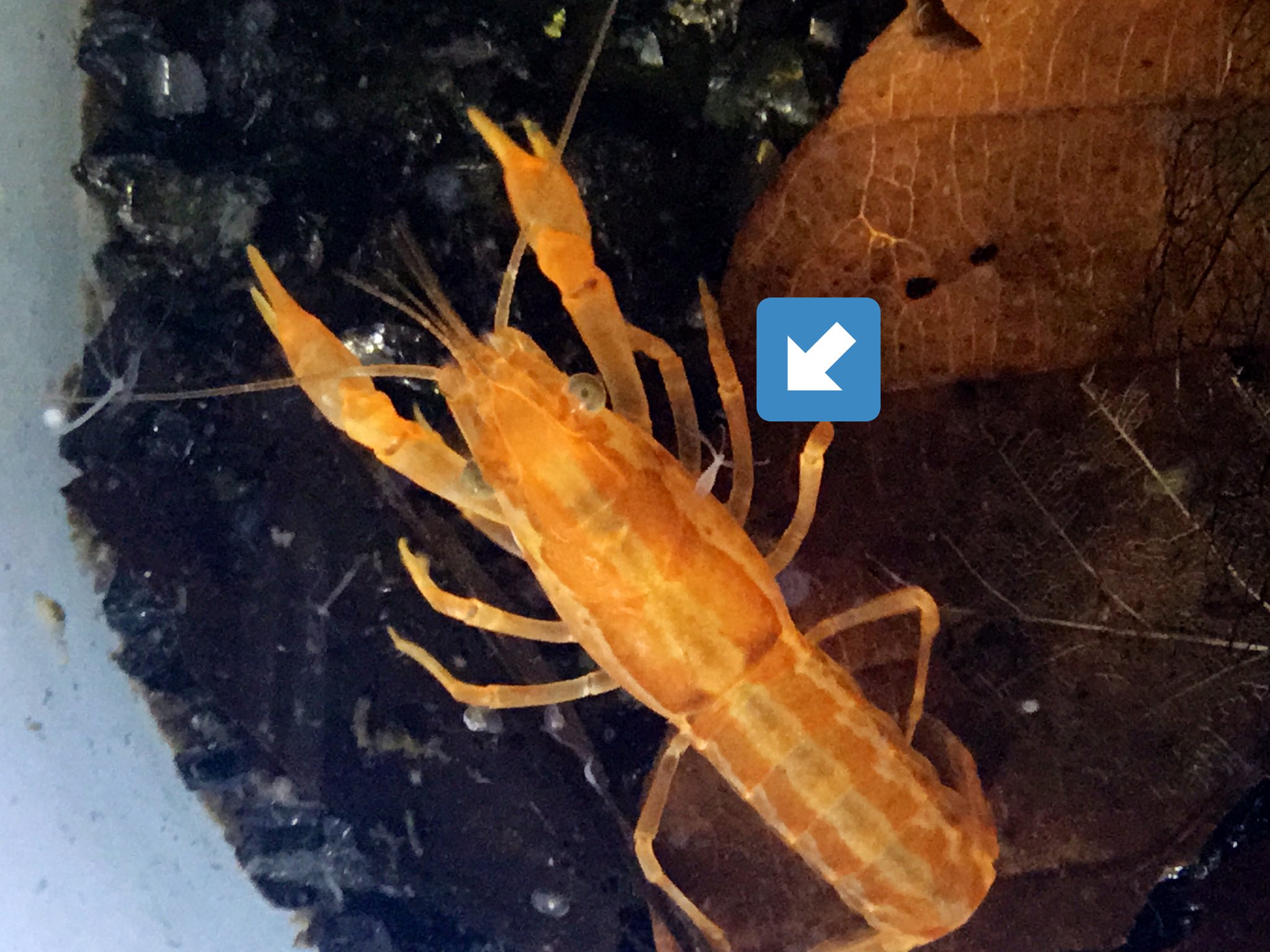 はじたん ヒドラついてる ᗜ Cpo ドワーフザリガニ ザリガニ オレンジドワーフ T Co G7vzit6c4x Twitter はじたん ヒドラついてる ᗜ Cpo ドワーフザリガニ ザリガニ オレンジドワーフ T Co G7vzit6c4x Twitter