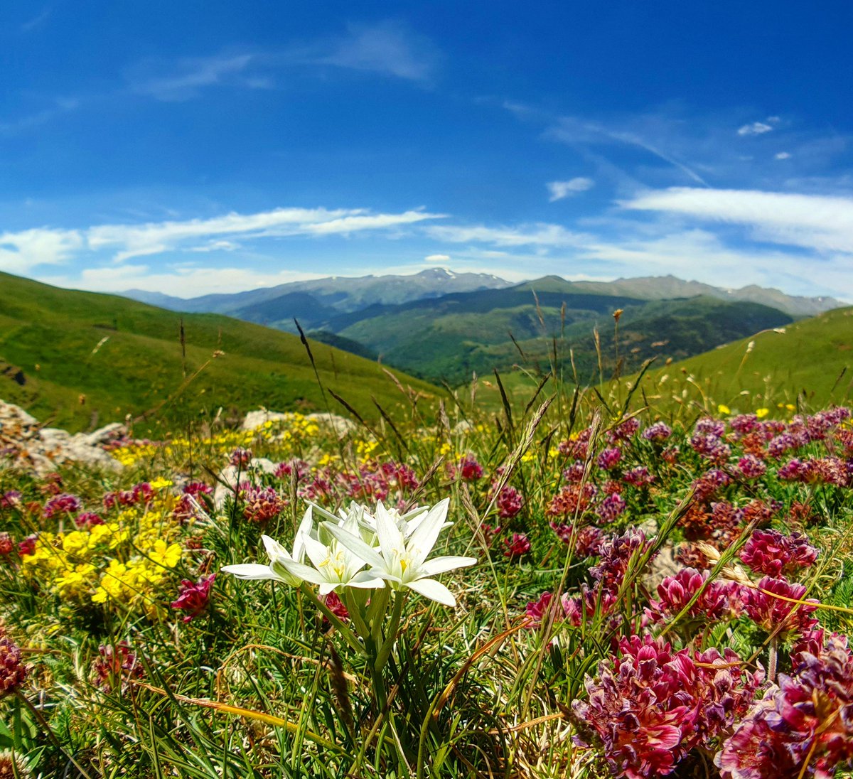 ricardrigall's tweet photo. Paleta de colors primaveral al coll del Pal, en plena Serra Cavallera, entre Ogassa i Pardines, a 1.779 metres d'altitud. De fons, la Tossa d'Alp, el Puigmal i el Balandrau, entre d'altres. #colldelpal #serracavallera #puigmal #ogassa #pardines #ripollès #btt #mtb #primavera2019 https://t.co/TF6XpzkdQk