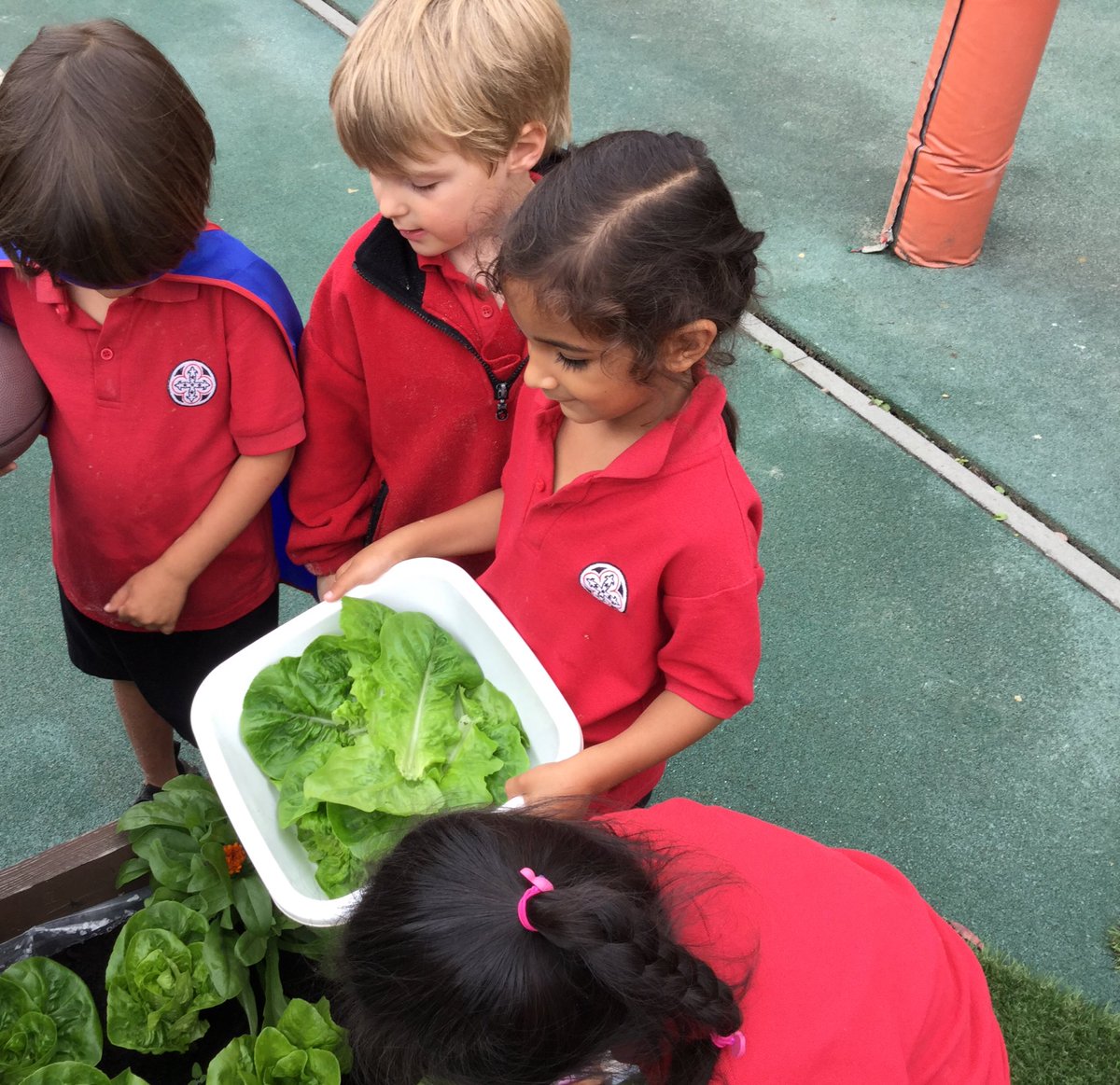 BGS_LowerSch's tweet photo. Harvesting our vegetables and salad, ready for a tasty surprise tomorrow! #BGS_nursery #BGS_EYFS #organic #HealthyEating https://t.co/jAn9sV7dGK