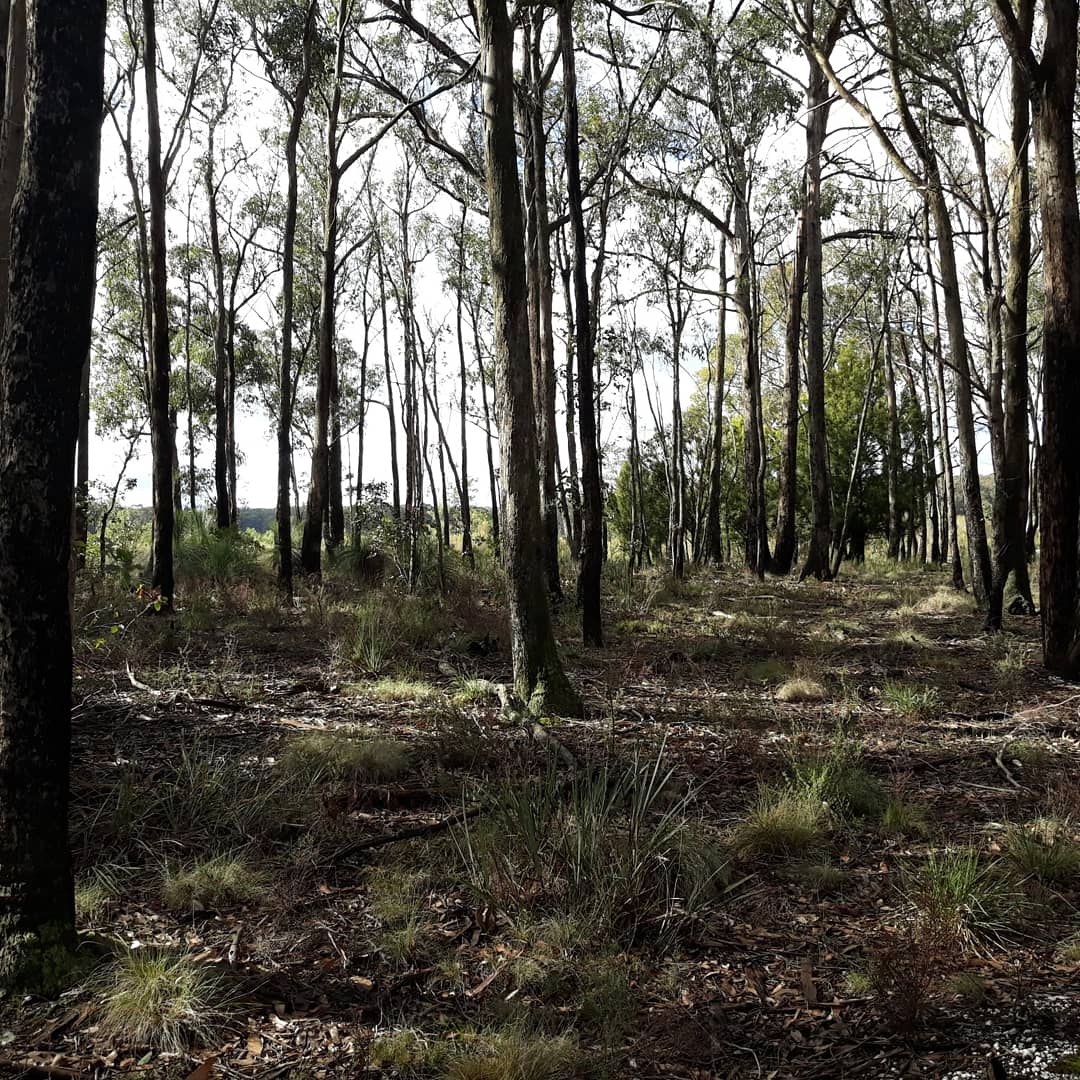 GurksGardening's tweet image. Nice to see water flowing out the back @ Woowookarung Regional Park. Used for pine plantations since the 60's and a blue gum crop in 2002. It has since been revegetated and except for a few weeds, is doing well! 🌤🌳👍
#woowookarung #parksvic #FoCC #wetlands #revegetation #WildOz