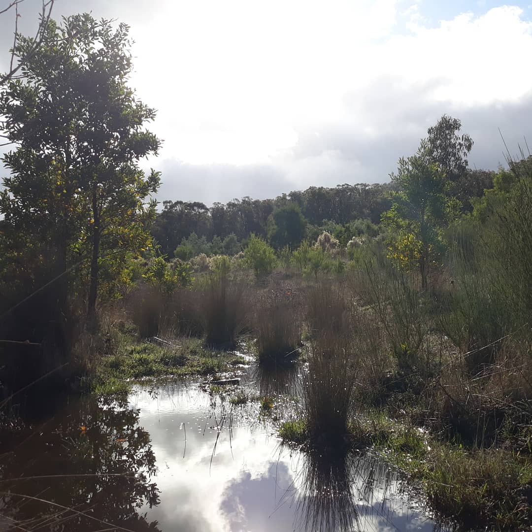 GurksGardening's tweet image. Nice to see water flowing out the back @ Woowookarung Regional Park. Used for pine plantations since the 60's and a blue gum crop in 2002. It has since been revegetated and except for a few weeds, is doing well! 🌤🌳👍
#woowookarung #parksvic #FoCC #wetlands #revegetation #WildOz