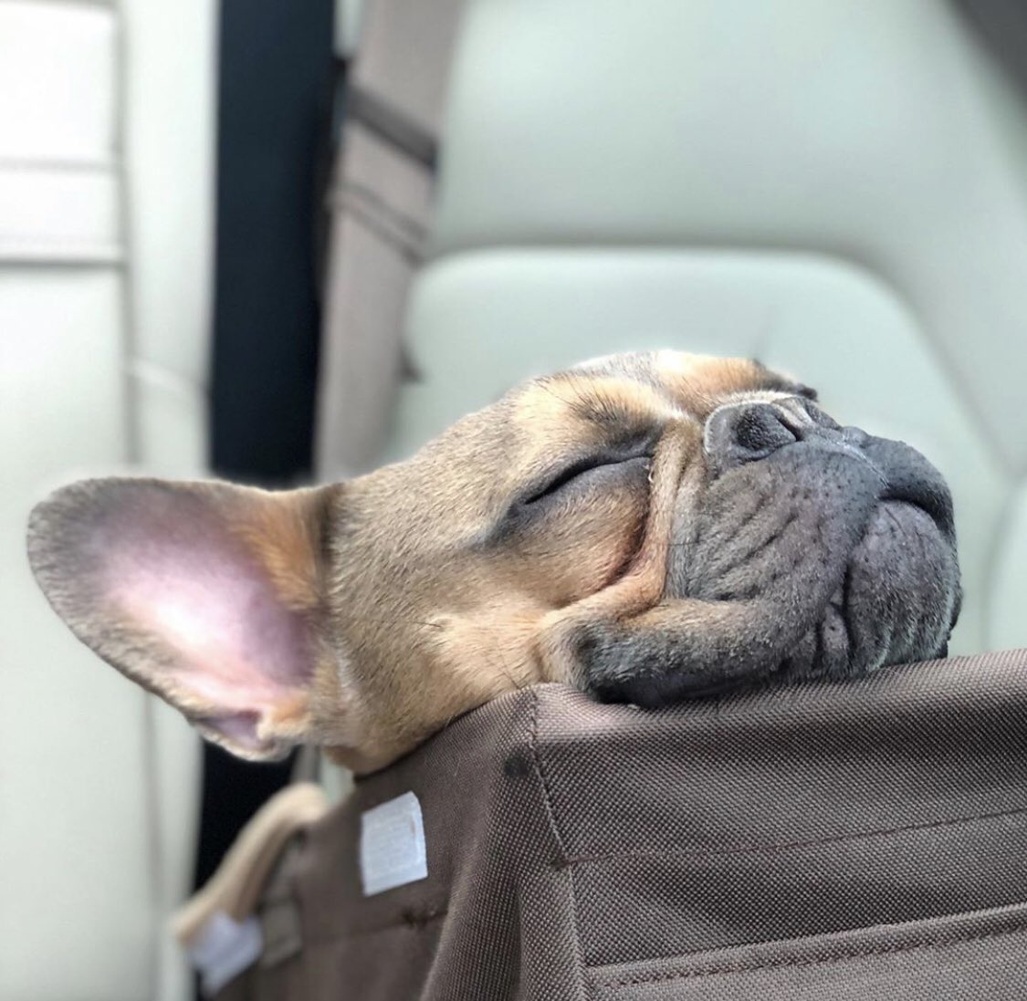 FrenchFit1's tweet photo. Mood for the rest of the week #chill😊💜
#Frenchie #FrenchFit #FrenchFitCrew https://t.co/teezrWtJby