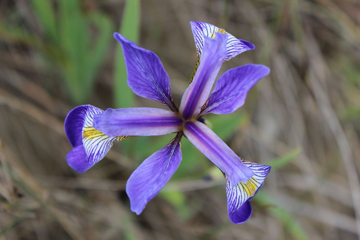 #WhatsBloomingWednesday Blue Flag Iris or Iris versicolor is blooming in the park! These beautiful flowers tend to be seen by beaver ponds #WhatsInBloom