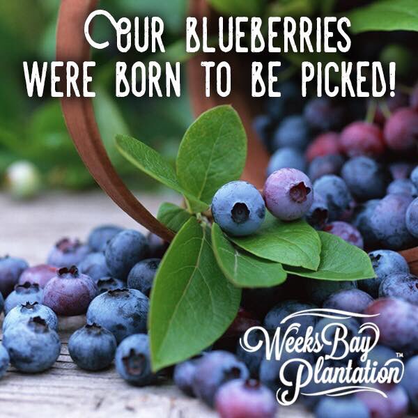 Today's picks are from 8am-11am and 5pm-7pm. We are reaching the end of our season and each day there are berries on the bushes is a gift straight from Mother Nature. 

#weeksbayplantation #organic #Blueberries #BaldwinCounty #Fairhope #farmlife #pickyourown