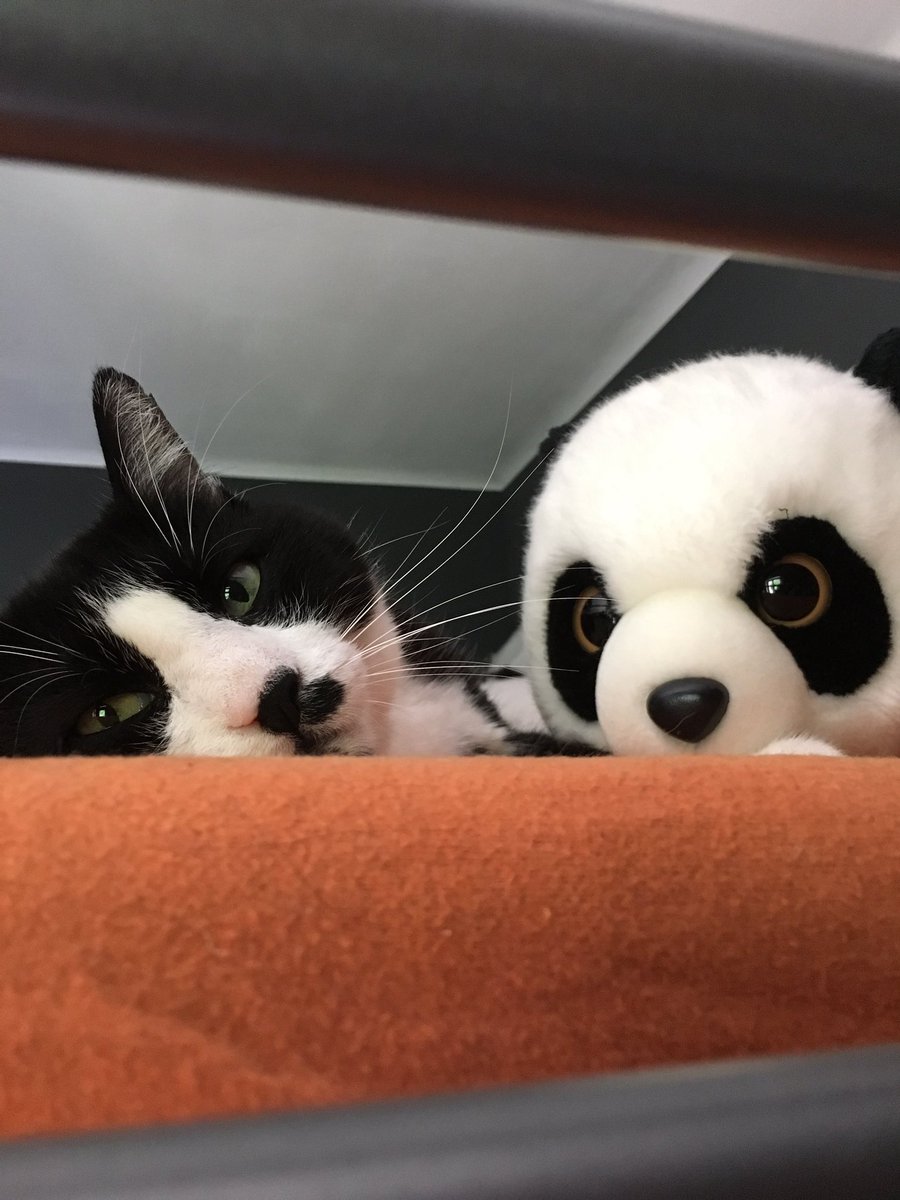 MoustacheFu's tweet photo. Petite sieste de milieu d’aprem avec mon cousin https://t.co/Qrf84xILD6
