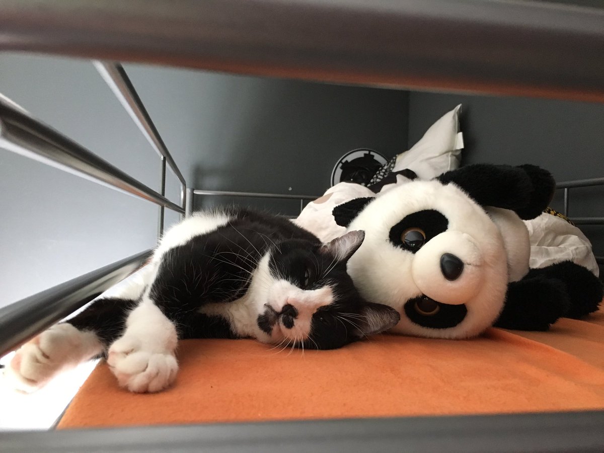 MoustacheFu's tweet photo. Petite sieste de milieu d’aprem avec mon cousin https://t.co/Qrf84xILD6