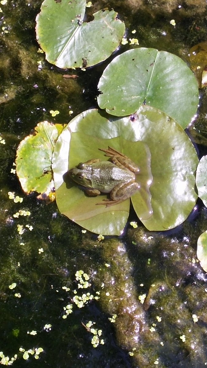 LdnEEC's tweet photo. We are patiently waiting for our classes to arrive for the day here at Pond Mills. The frogs are ready too! #takemeoutside #EnvEd https://t.co/IIvvlTu8Hh