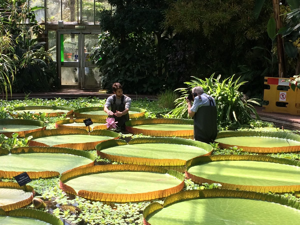 Filming Victoria water lilies with ⁦@thorogoodchris1⁩ ⁦@TheBotanics⁩ #WeirdPlants